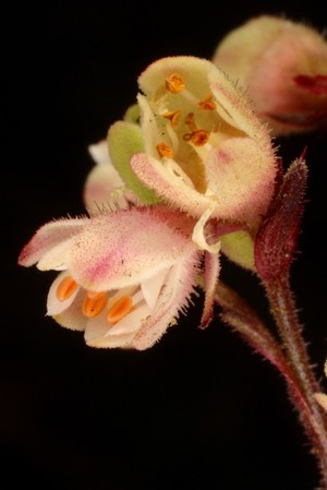 view Heuchera 'Silver Scrolls'