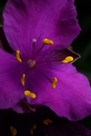 view Tradescantia 'Concorde Grape'