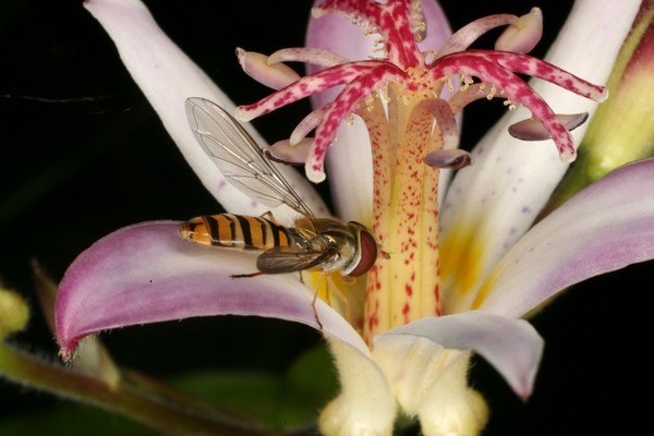 Tricyrtis 'Togen' with hoverfly