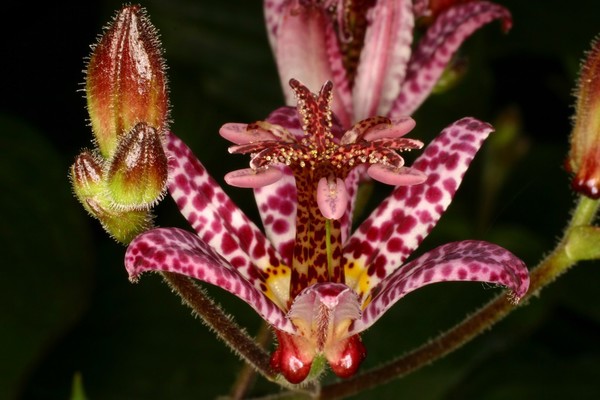 Tricyrtis formosana subsp. stolonifera