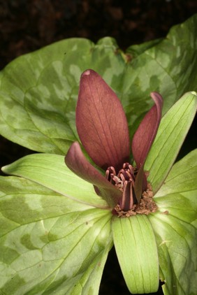 Trillium sessile L. Trilliaceae Distribution: North America. Various Trilliums were used by Native Americans to stop haematuria, haematemesis, menorrhagia, and to heal ulcers (Milspaugh, 1974). Roots were eaten to treat stiff muscles, and tea from the plant drunk and powdered plant put on joints for rheumatism by the Iroquois (Lewis & Elvin-Lewis, 2003). Photographed in the Medicinal Garden of the Royal College of Physicians, London.