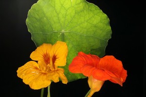 view Tropaeolum cv