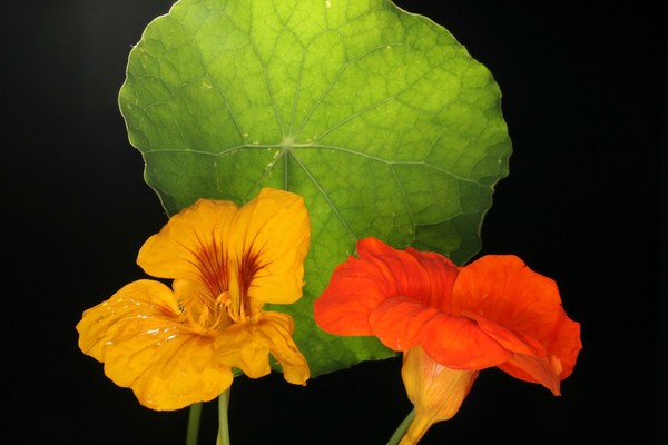 Tropaeolum cv