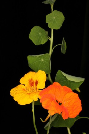 view Tropaeolum cv