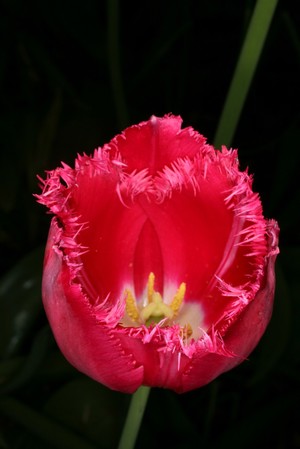 view Tulipa hybrid