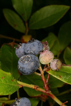 view Vaccinium corymbosum L. Ericaceae Bilberry. Deciduous shrub. Distribution: North America. The berries are eaten and rich in Vitamin C. Native Americans used them as a dressing on acute erysipelas (Milspaugh, 1974). Photographed in the Medicinal Garden of the Royal College of Physicians, London.