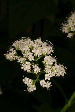 view Valeriana officinalis L. Valerianaceae Valerianus, Phu, Nardus sylvestris, Setwal. Distribution: Europe. Popular herbalism attributes sedation to Valerian, but this is not mentioned by Coles (1657) or Gerard (1633) or Lobel (1576) or Lyte (1578) or Dioscorides (ex Gunther, 1959) or Fuchs (1553), where he quotes Pliny, Dioscorides and Galen, or Parkinson (1640), or Pomet (1712). The English translation of Tournefort (1719-1730) covers a whole page of the uses of all the different valerians, but never mentions sedation or treating anxiety. Quincy (1718) does not mention it. Because it was used in epilepsy, for which Woodville (1792) says it was useless, Haller, in his Historia stirpium indegenarum Helvetae inchoatae (1768) advocates it for those with irritability of the nervous system, as does Thomson's London Dispensatory (1811) although he lists it as an 'antispasmodic and stimulant' and for inducing menstruation. Lindley (1838) notes (as many did) that the roots smell terrible and that this makes cats excited, and in man, in large doses, induce 'scintillations, agitation and even convulsions' so used in asthenic fever, epilepsy, chorea, hysteria and as an antihelminthic.' Fluckiger & Hanbury (1879) give a wonderful account of the history of its names, but give its use as 'stimulant and antispasmodic' as do Barton & Castle (1877). but by 1936 (Martindale's Extra Pharmacopoeia) its only use was 'Given in hysterical and neurotic conditions as a sedative. Its action has been attributed to its unpleasant smell'. The European Medicines Agency (2006) approves its use as a traditional herbal medicine for mild anxiety and sleeplessness for up to 4 weeks. Despite what is written continuously about its use in ancient Greece and Rome, the only reason for its use has been because it was thought, for a brief while, to be good for epilepsy and therefore might deal with persons of a nervous disposition because of its foul smell. It has been suggested that even its Greek name, 'Phu' came from the expression of disgust which is made when one sniffs an unpleasant odour. For 1,800 years, before the last century, no-one had thought it sedative. Photographed in the Medicinal Garden of the Royal College of Physicians, London.