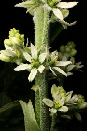 Veratrum album L. Melanthiaceae Distribution: Europe. Cows do not eat Veratrum species in the meadows, and human poisoning with it caused vomiting and fainting. In the 1850s it was found to reduce the heart's action and slow the pulse (Bentley, 1861, called it an 'arterial sedative'), and in 1859 it was used orally in a woman who was having convulsions due to eclampsia. Dr Paul DeLacy Baker in Alabama treated her with drops of a tincture of V. viride. She recovered. It was used thereafter, as the first choice of treatment, and when blood pressure monitoring became possible, it was discovered that it worked by reducing the high blood pressure that occurs in eclampsia. By 1947 death rates were reduced from 30% to 5% by its use at the Boston Lying in Hospital. It works by dilating the arteries in muscles and in the gastrointestinal circulation. A further use of Veratrum species came to light when it was noted that V. californicum -and other species - if eaten by sheep resulted in foetal malformations, in particular only having one eye. The chemical in the plant that was responsible, cyclopamine, was found to act on certain genetic pathways responsible for stem cell division in the regulation of the development of bilateral symmetry in the embryo/foetus. Synthetic analogues have been developed which act on what have come to be called the 'hedgehog signalling pathways' in stem cell division, and these 'Hedgehog inhibitors' are being introduced into medicine for the treatment of various cancers like chondrosarcoma, myelofibrosis, and advanced basal cell carcinoma. The drugs are saridegib, erismodegib and vismodegib. All the early herbals report on its ability to cause vomiting. As a herbal medicine it is Prescription Only, via a registered dentist or physician (UK Medicines and Healthcare Products Regulatory Agency (MHRA)). Photographed in the Medicinal Garden of the Royal College of Physicians, London.