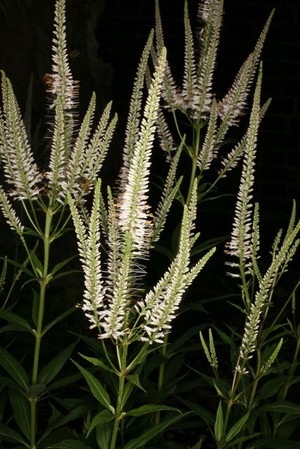 view Veronicastrum virginicum 'Pink Glow'