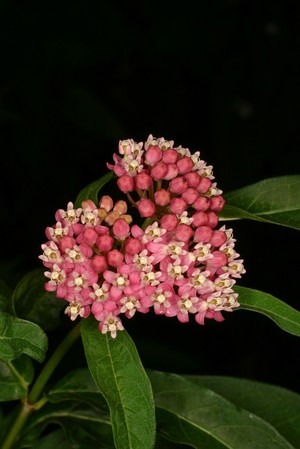 view Viburnum japonicum Spreng. Caprifoliaceae Distribution: Evergreen Shrub. Distribution: Japan and Taiwan. No medicinal uses. The fruit is a 'famine food' eaten when all else fails. As other seeds/fruits of Viburnum species are listed as poisonous, and none are listed as 'edible', one can assume that the seeds/fruits of V. japonicum are also toxic. It does not appear vulnerable to pests or molluscs which may be due to irioid glycosides that are present in this genus produced as a defence against herbivores, fungi and bacteria. They have a bitter taste. Photographed in the Medicinal Garden of the Royal College of Physicians, London.