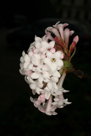 view Viburnum x bodnantense 'Dawn'