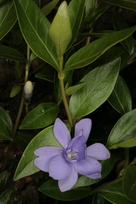 Vinca major - double flowered
