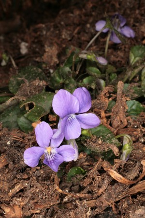 view Viola canina L. Violaceae Distribution: Europe. Culpeper (1650) writes 'Violets (to whit the blew ones, for I know little or no use of the white ones in physic) ... provoke sleep, loosen the belly, resist fevers, help inflammations, ... ease pains in the head, help the roughness of the windpipe, soreness in the throat, inflammations in the breast and sides, pleurisies, open stoppings of the liver and help the yellow jaundice'. 'Violet leaves, they are cool, ease pains in the head proceeding of heat, and frenzies, either inwardly taken or outwardly applied, heat of the stomach, or inflammation of the lungs.' It still has the same reputation in modern herbal medicine, and while its safety is not known, it is regarded as edible and flowers are used to garnish salads. Larger quantities are emetic – make one vomit. Not licensed for use in Traditional Herbal Medicines in the UK (UK Medicines and Healthcare Products Regulatory Agency (MHRA)). Photographed in the Medicinal Garden of the Royal College of Physicians, London.