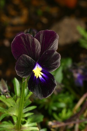 view Viola tricolor 'Black Magic'