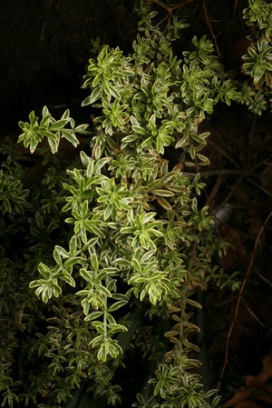 view Westringia fruticosa 'Variegata'