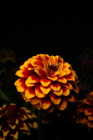 view Zinnia cultivar