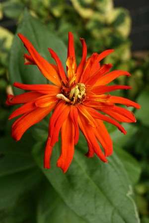 view Zinnia cultivar