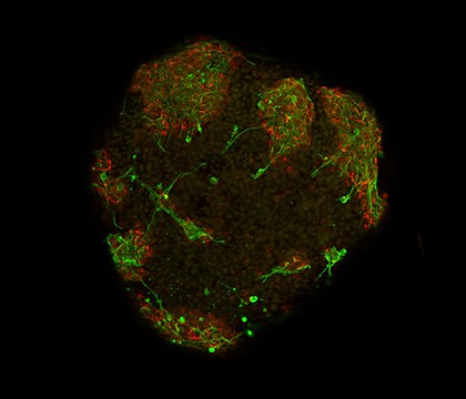 Neurone development, embryoid body