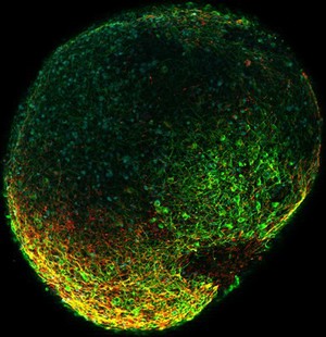 view Neurone development, embryoid body