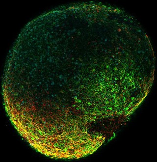 Neurone development, embryoid body