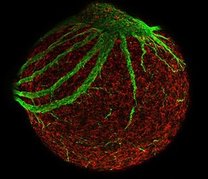 view Neurone development, embryoid body