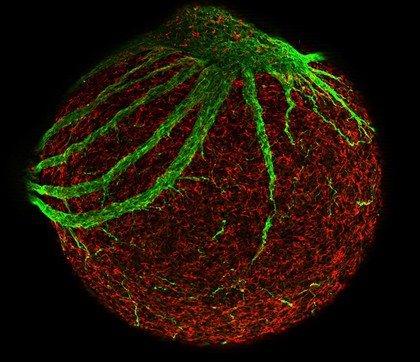 Neurone development, embryoid body