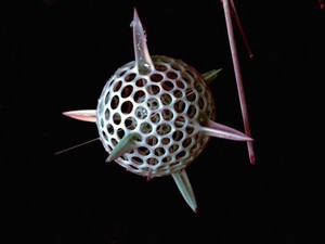 view Radiolaria