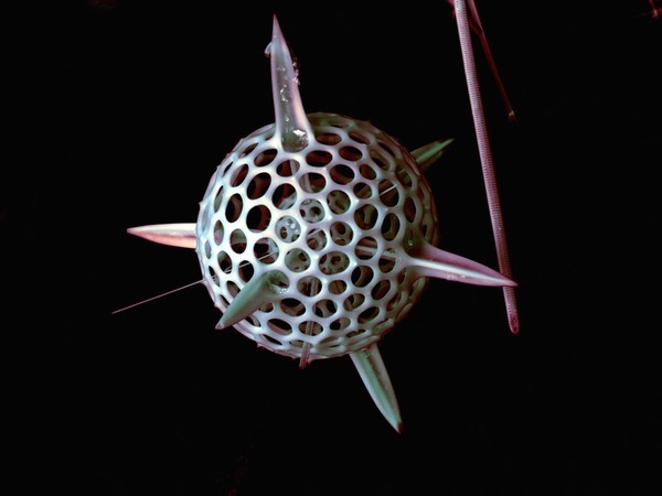 Radiolaria