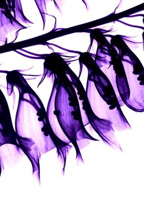 Foxglove (Digitalis purpurea), X-ray