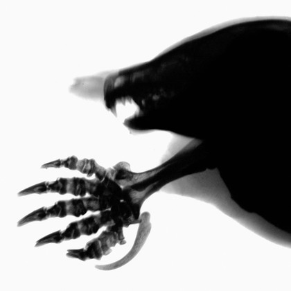 Mole skull and paw showing 6th digit, X-ray