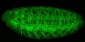 view Muscle fibres, Drosophila embryo