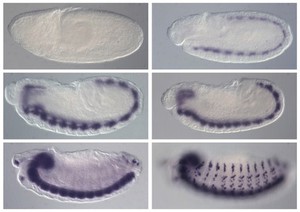 view Ankyrin 2 expression, Drosophila Embryo