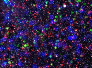 view Multi-sized beads (constellation stained), fluorescence