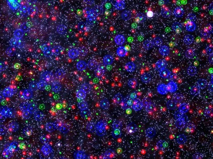 Multi-sized beads (constellation stained), fluorescence