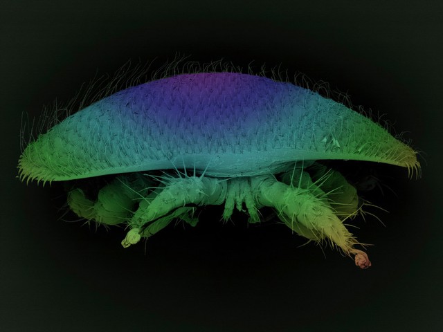 Varroa destructor, honey bee mite, SEM