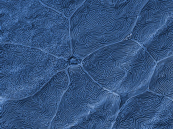 Epidermal cell surface on a salmon embryo, SEM