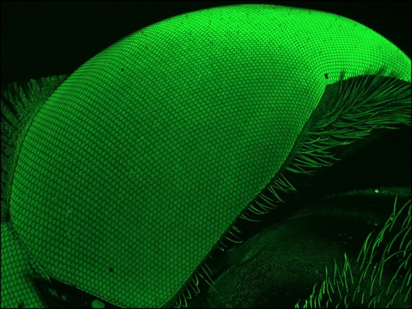 Hoverfly eye