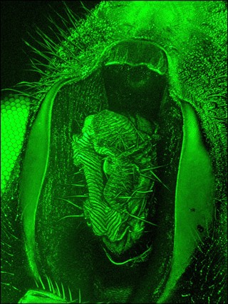 Hoverfly mouth part