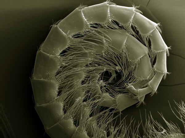 Filter feeding appendage (cirri) from a goose barnacle, SEM