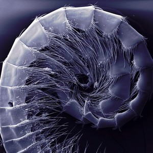 view Filter feeding appendage (cirri) from a goose barnacle, SEM