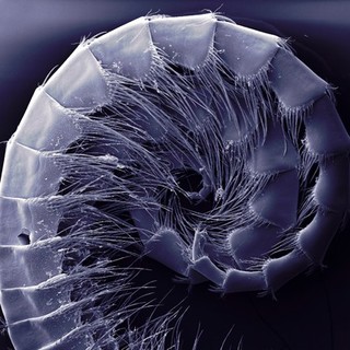 Filter feeding appendage (cirri) from a goose barnacle, SEM