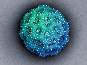 view Blue anemone flower pollen grain, SEM