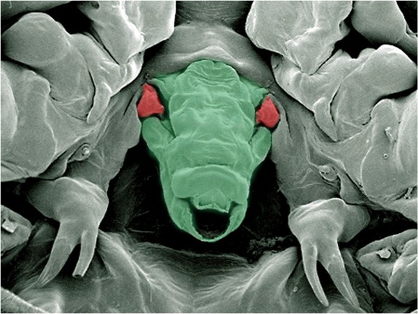 Salmon sea louse mouth, fish parasite