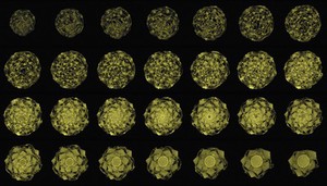 view Cabbage, axial view, MRI