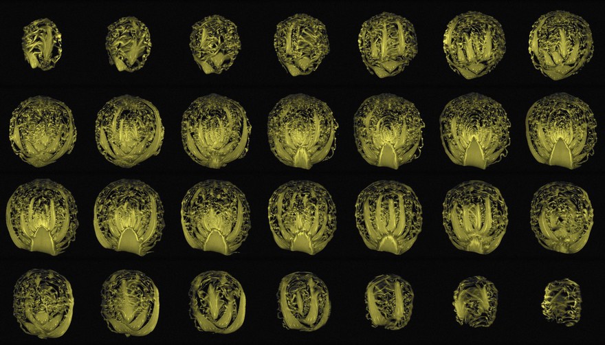 Cabbage, sagittal view, MRI