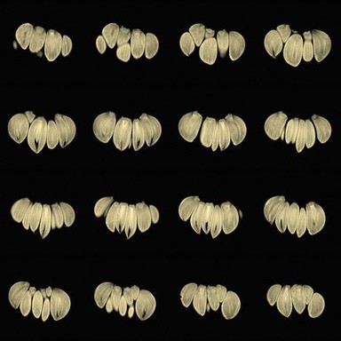Garlic, sagittal view, MRI