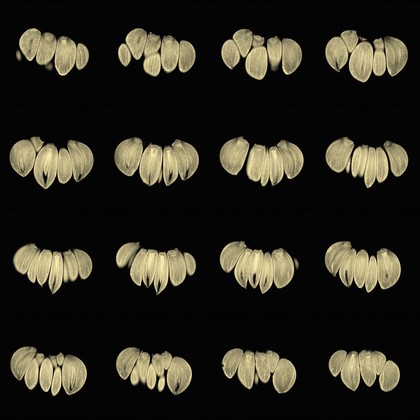 Garlic, sagittal view, MRI