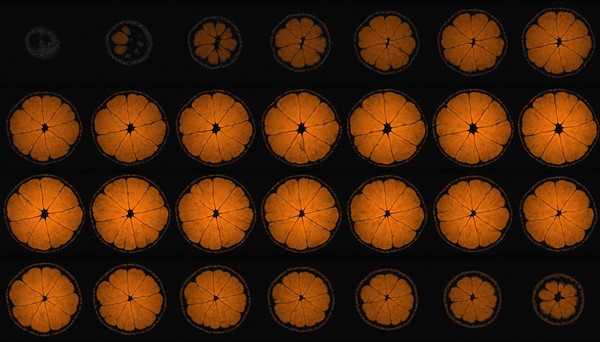 Mandarin orange, axial view, MRI