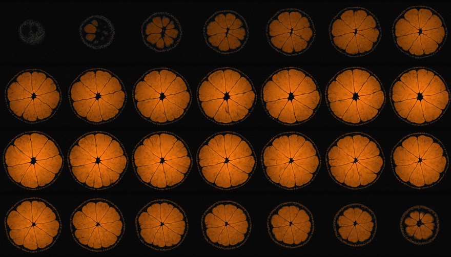 Mandarin orange, axial view, MRI