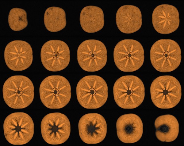 Persimmon, axial view, MRI
